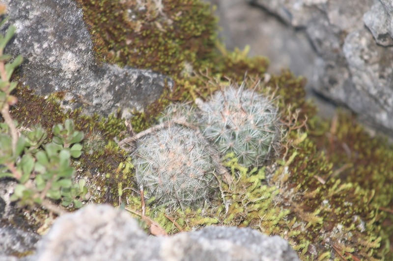 Mammillaria rzedowskiana photo 8