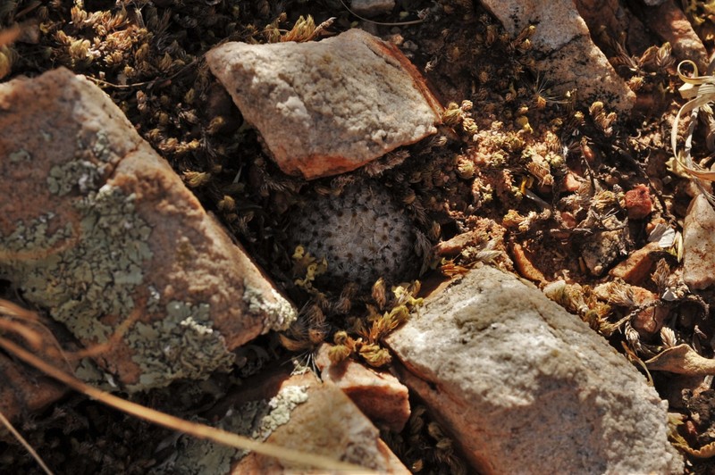 Mammillaria sanchez-mejoradae subsp. breviplumosa