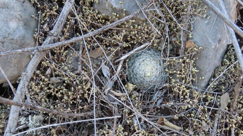 Mammillaria schiedeana subsp. schiedeana photo 2