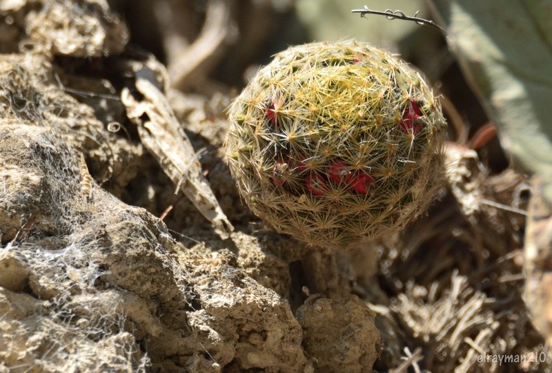 Mammillaria schiedeana subsp. schiedeana photo 3
