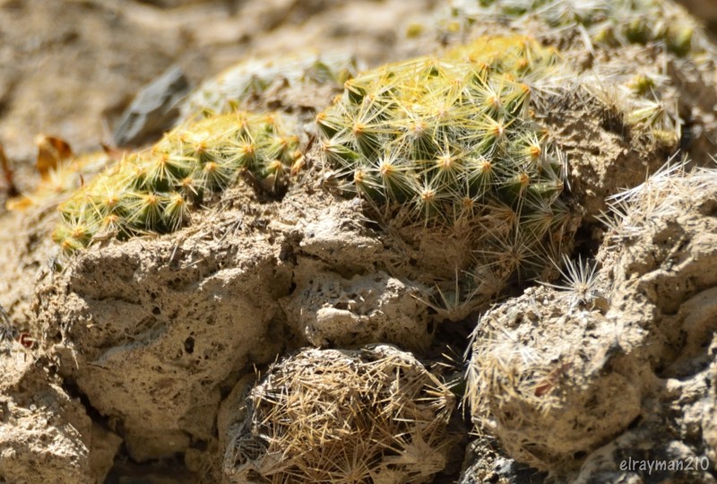 Mammillaria schiedeana subsp. schiedeana photo 4
