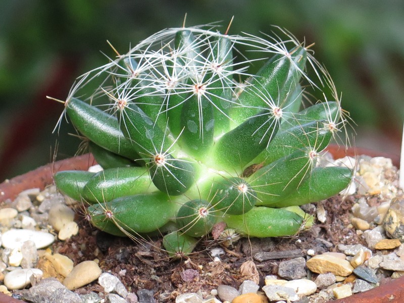 Longmamma Nipple Cactus photo 2