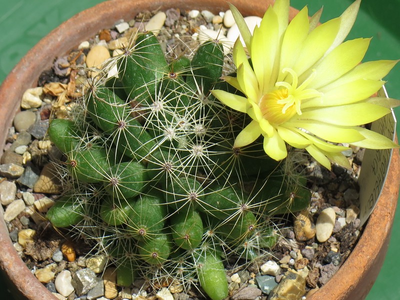 Longmamma Nipple Cactus photo 3