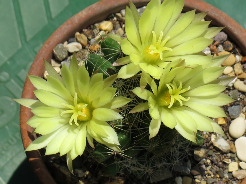 Longmamma Nipple Cactus photo 4