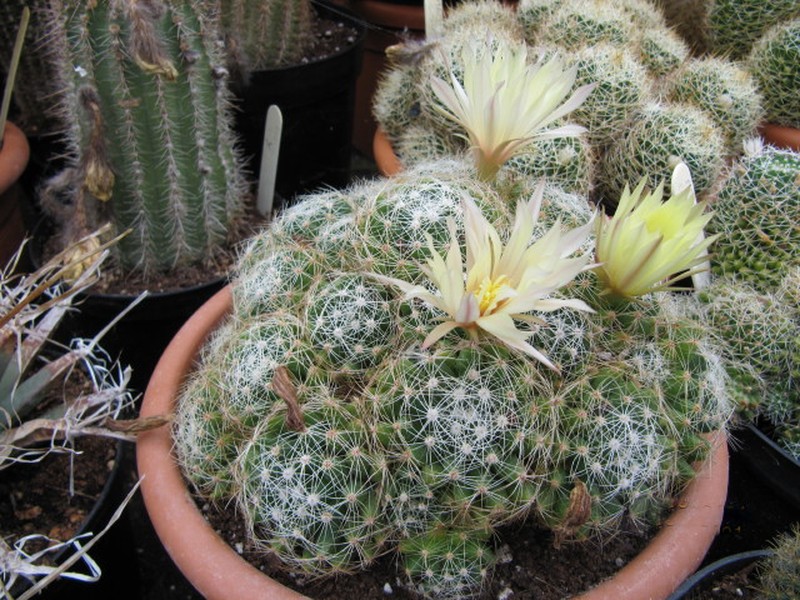 Longmamma Nipple Cactus