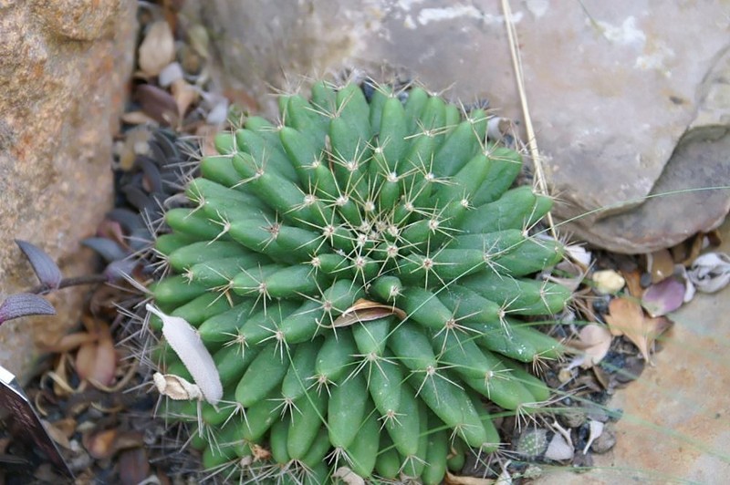 Longmamma Nipple Cactus photo 5