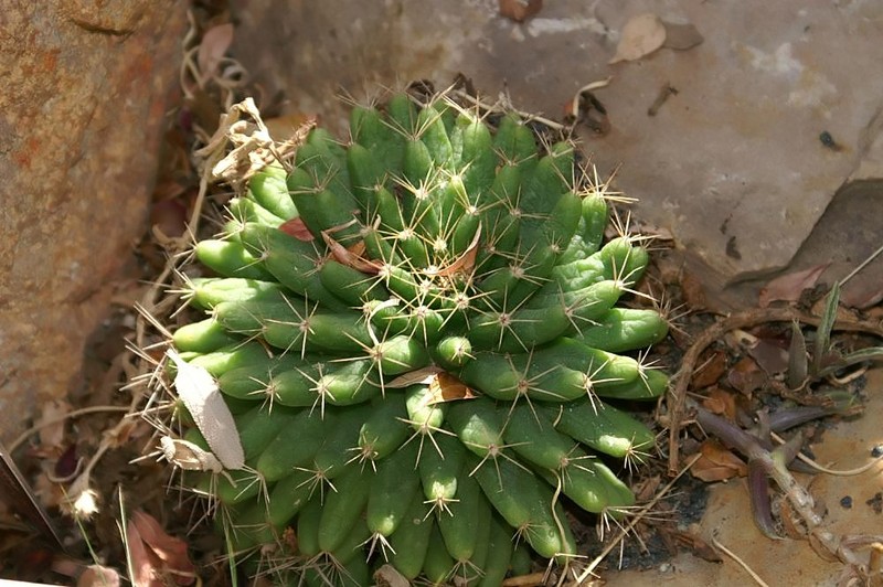 Longmamma Nipple Cactus photo 6
