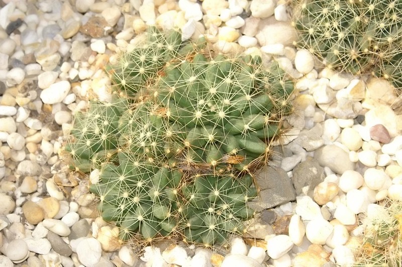 Longmamma Nipple Cactus photo 7