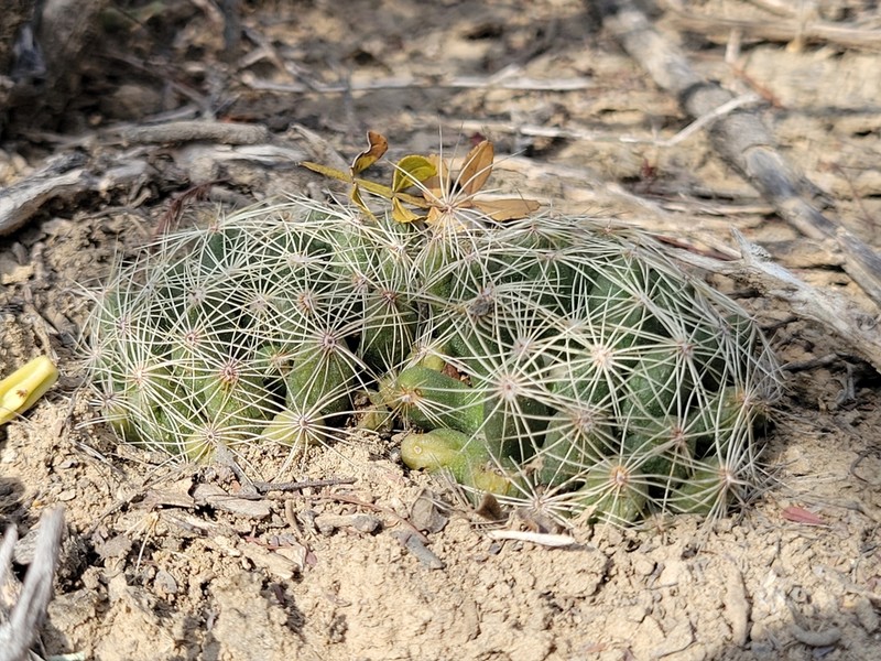 Longmamma Nipple Cactus