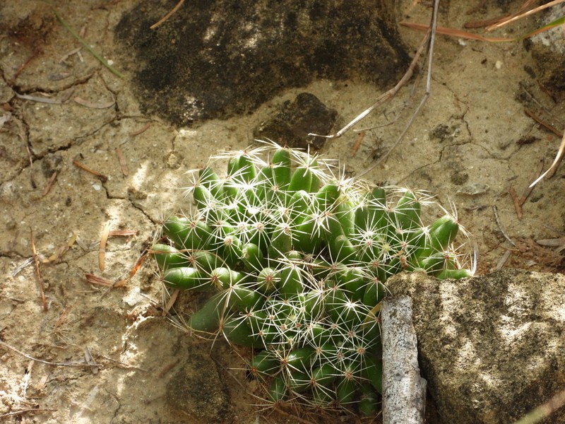 Longmamma Nipple Cactus photo 3