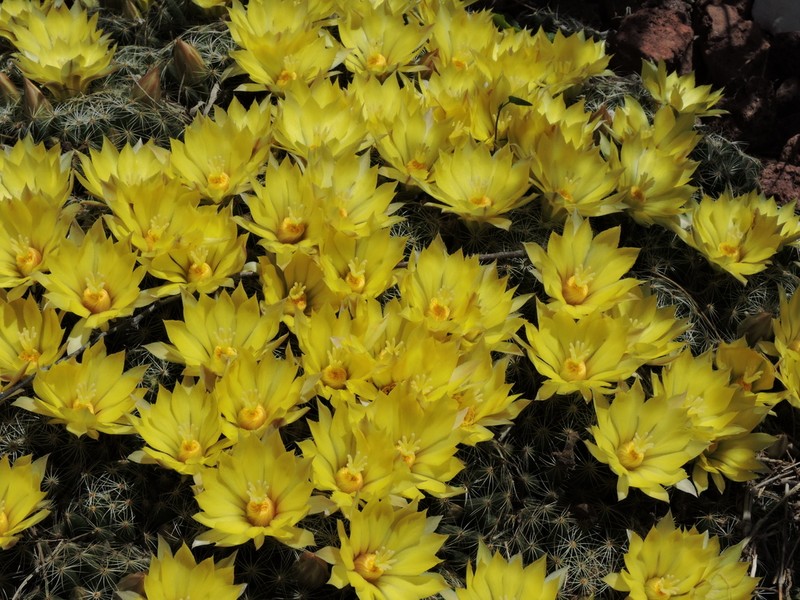 Longmamma Nipple Cactus photo 4