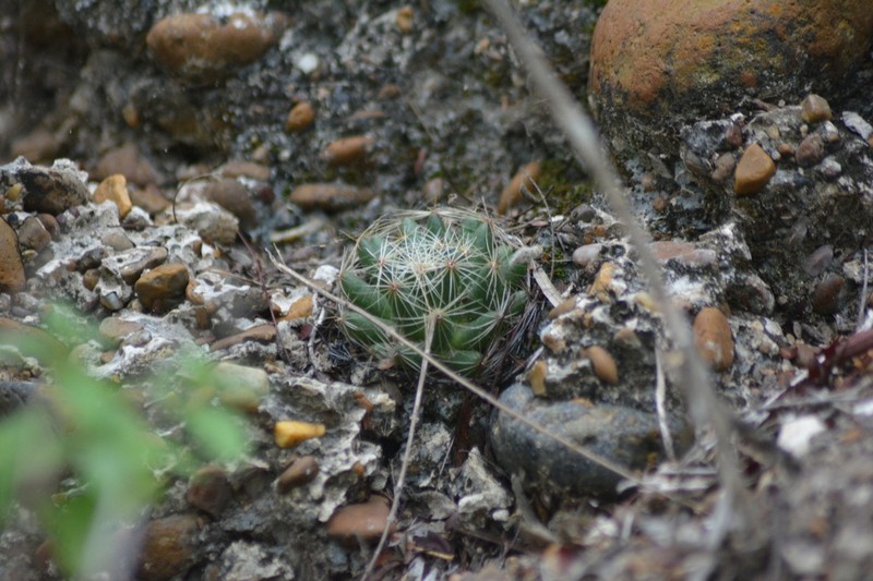 Longmamma Nipple Cactus photo 5