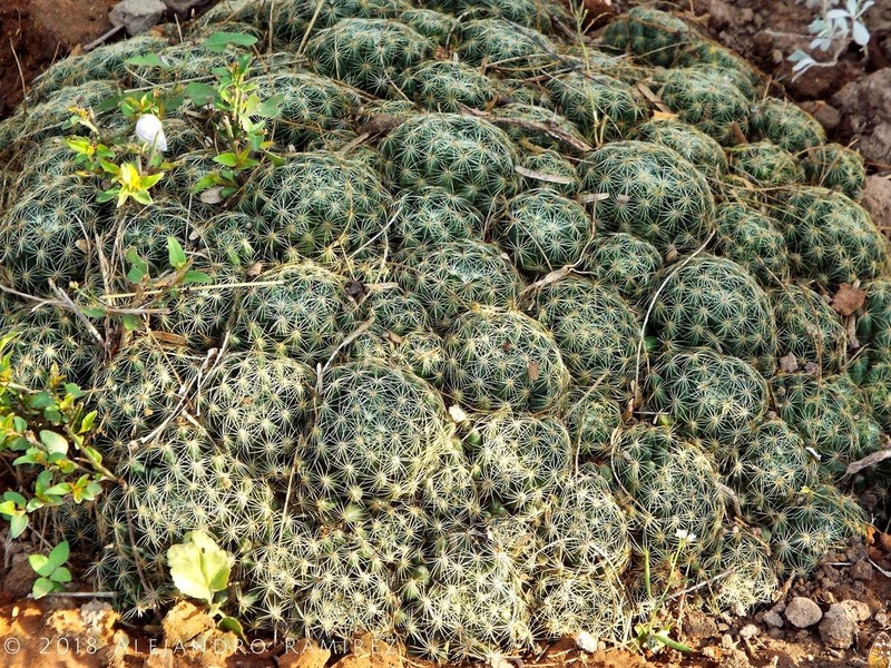 Longmamma Nipple Cactus photo 6