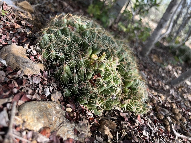 Longmamma Nipple Cactus photo 7