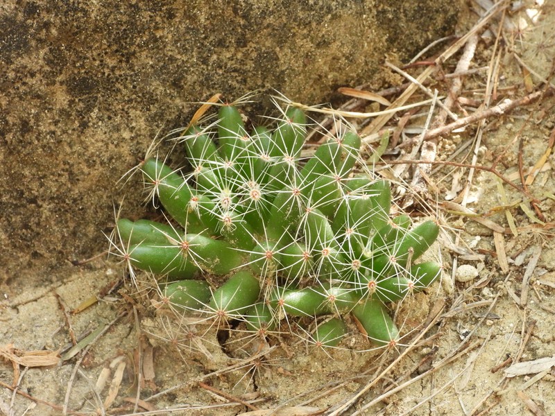 Longmamma Nipple Cactus photo 8