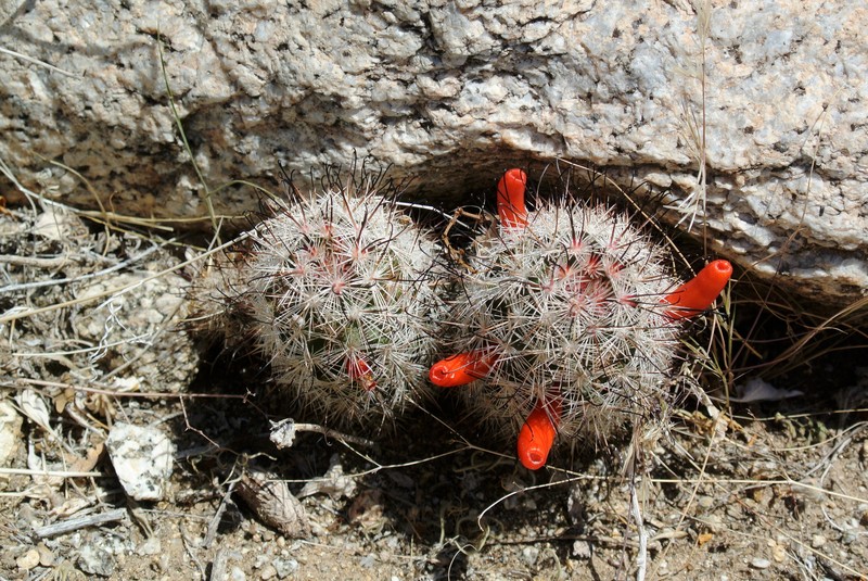 Common Fishhook Cactus