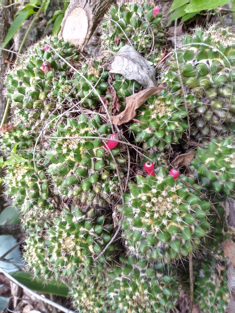 Mammillaria voburnensis subsp. voburnensis