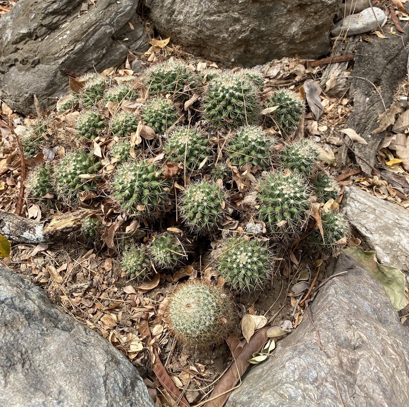 Mammillaria voburnensis subsp. voburnensis photo 2