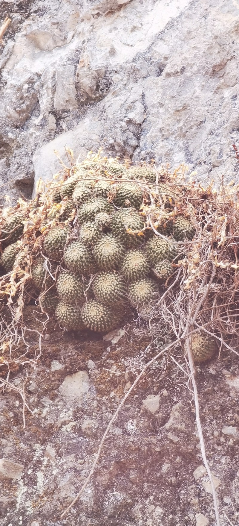 Mammillaria voburnensis subsp. voburnensis photo 3