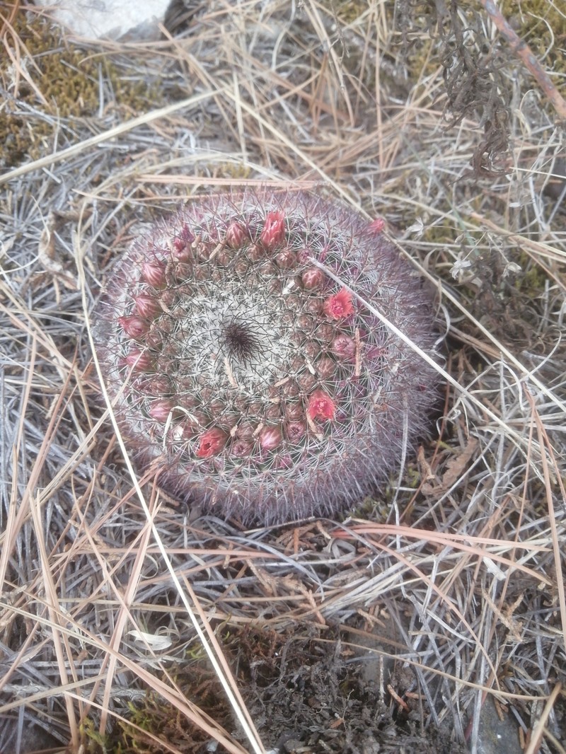 Mammillaria wiesingeri subsp. wiesingeri