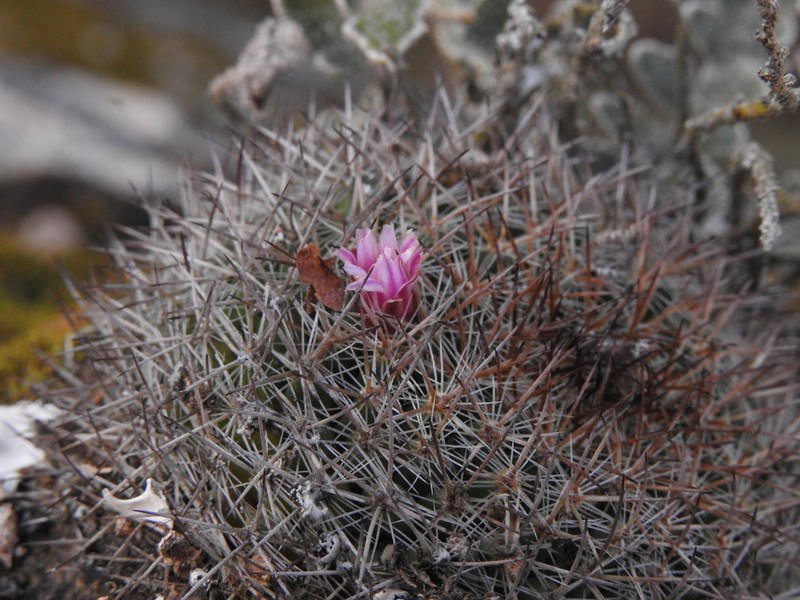 Mammillaria wiesingeri subsp. wiesingeri photo 2
