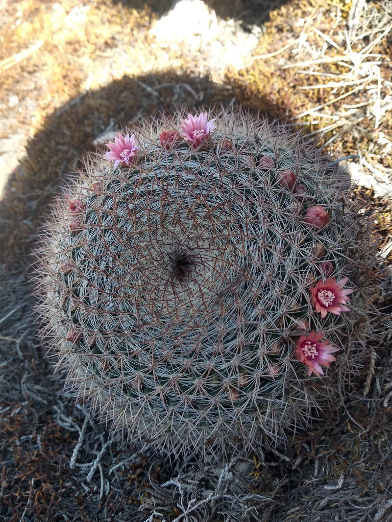 Mammillaria wiesingeri subsp. wiesingeri photo 3