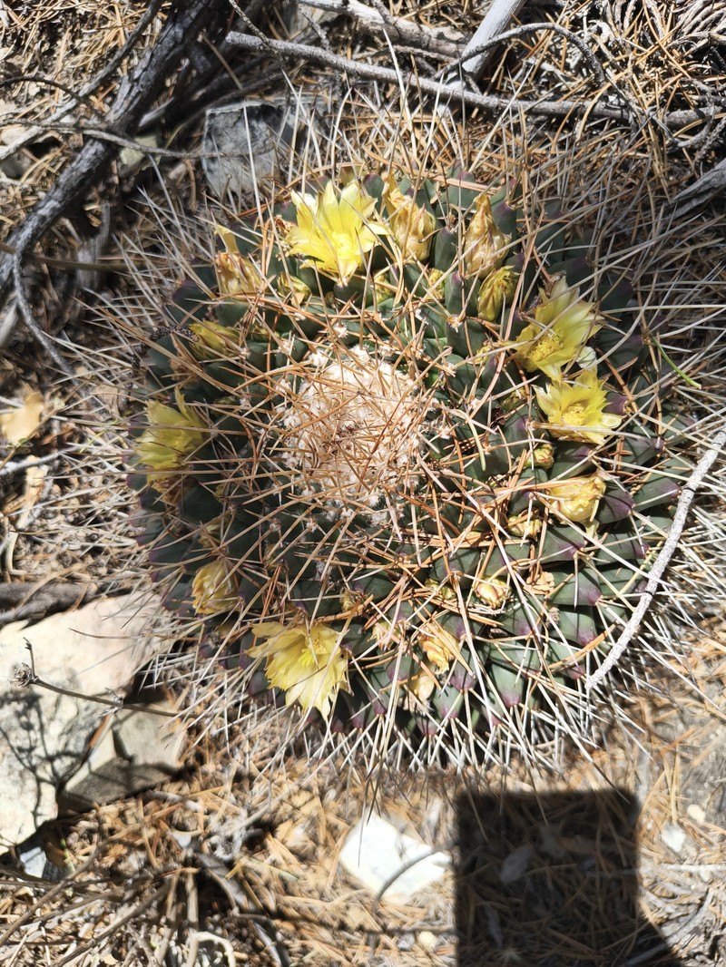 Mammillaria winterae subsp. winterae