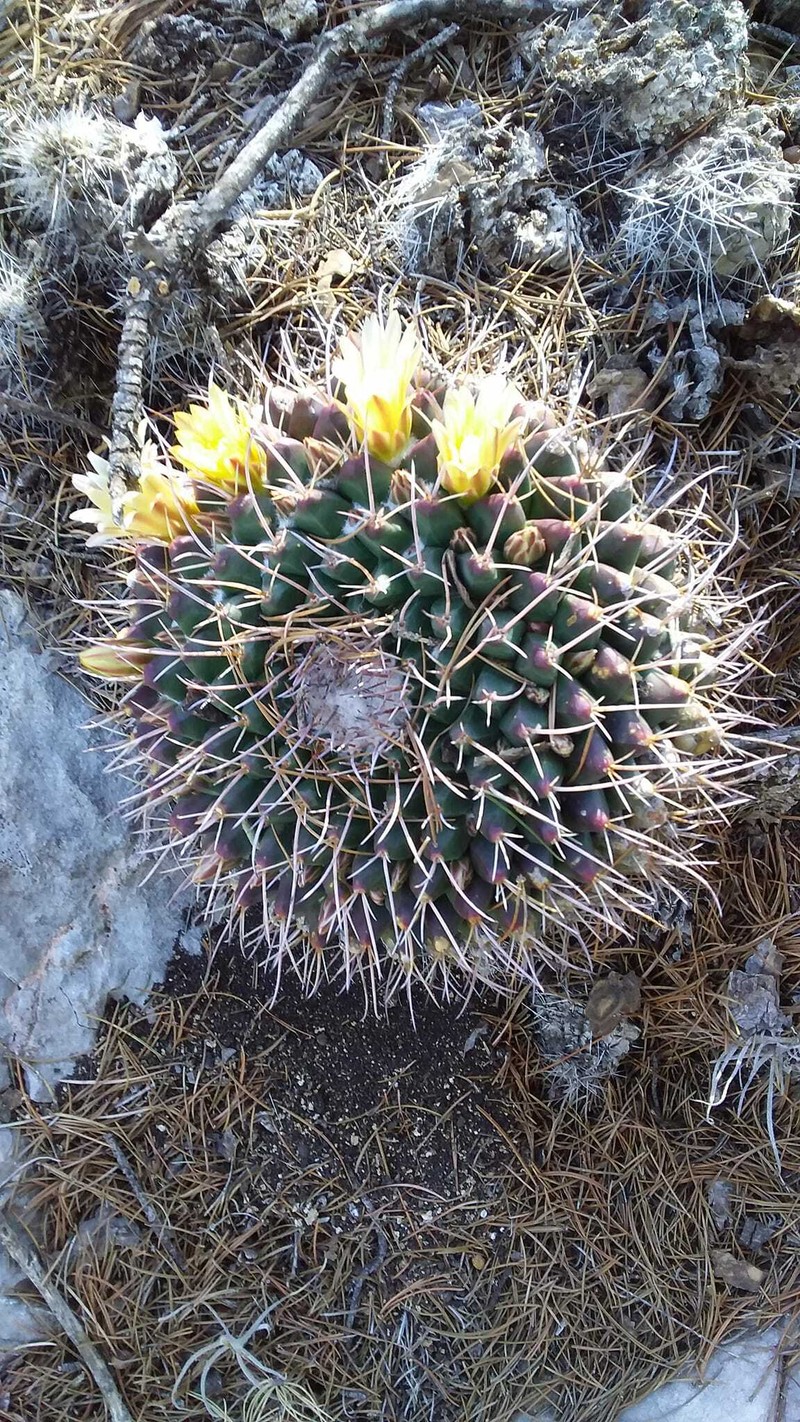 Mammillaria winterae subsp. winterae photo 2