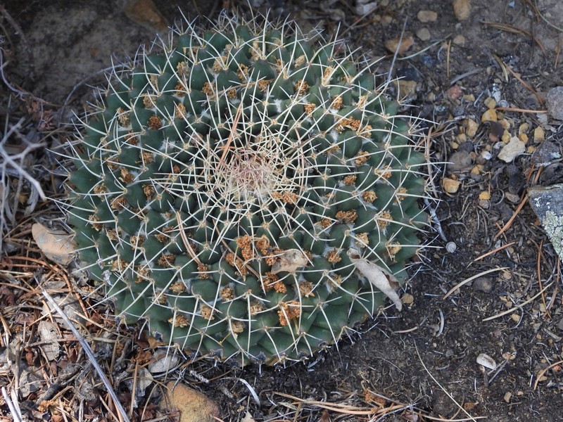 Mammillaria winterae subsp. winterae photo 3