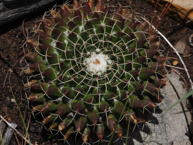 Mammillaria winterae subsp. winterae photo 4