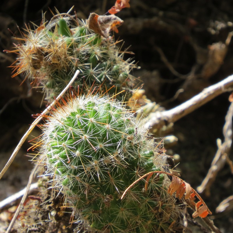 Mammillaria xaltianguensis subsp. xaltianguensis