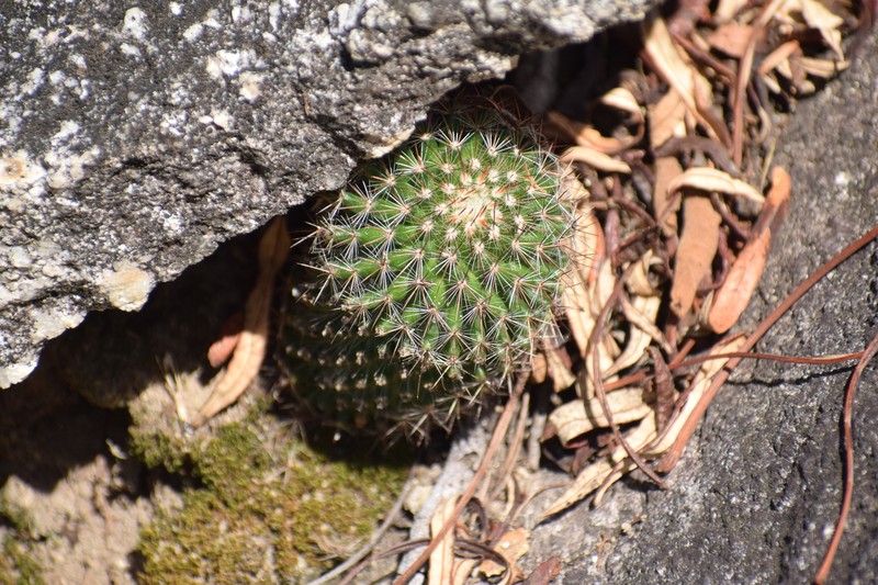 Mammillaria xaltianguensis subsp. xaltianguensis photo 2