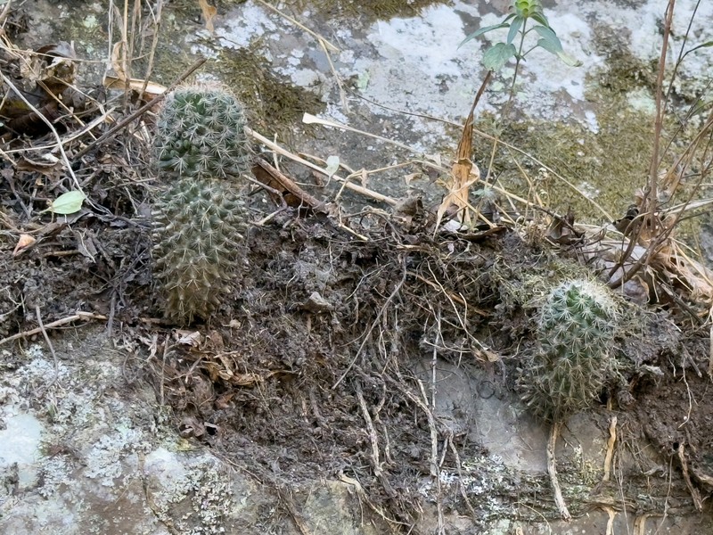 Mammillaria xaltianguensis subsp. xaltianguensis photo 3
