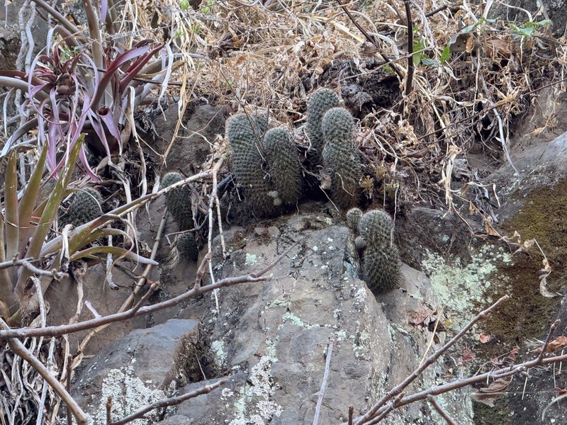 Mammillaria xaltianguensis subsp. xaltianguensis photo 4