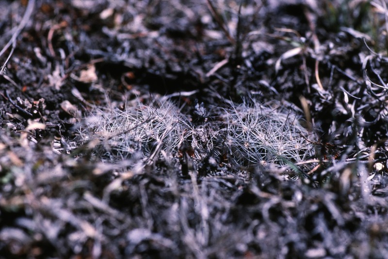 Mammillaria zephyranthoides subsp. zephyranthoides