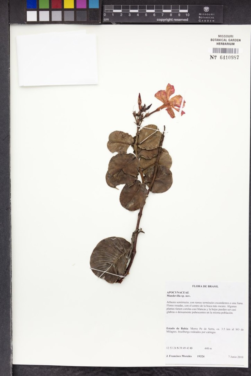 Mandevilla athenastigma