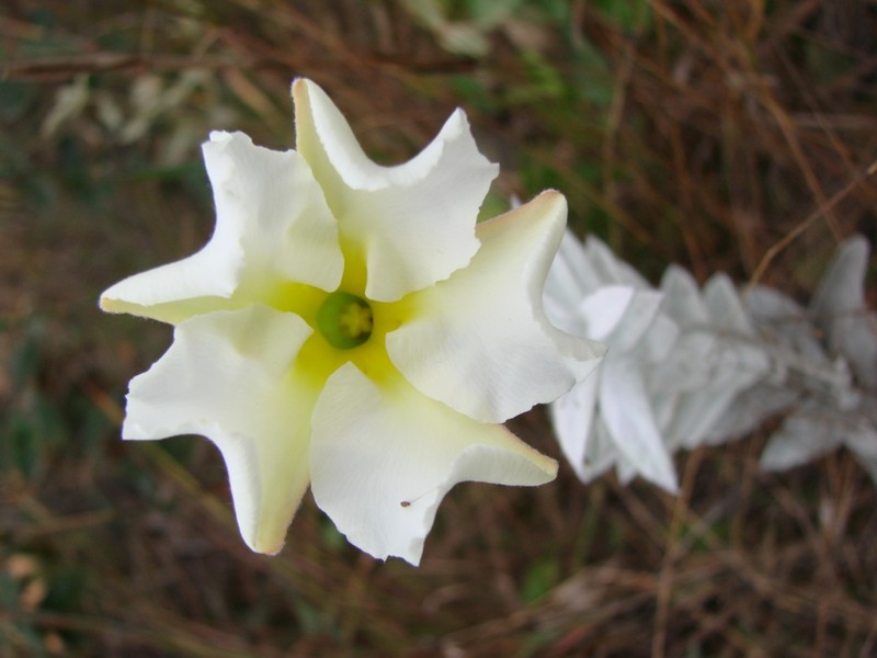 Huachuca Mountain Rocktrumpet photo 2