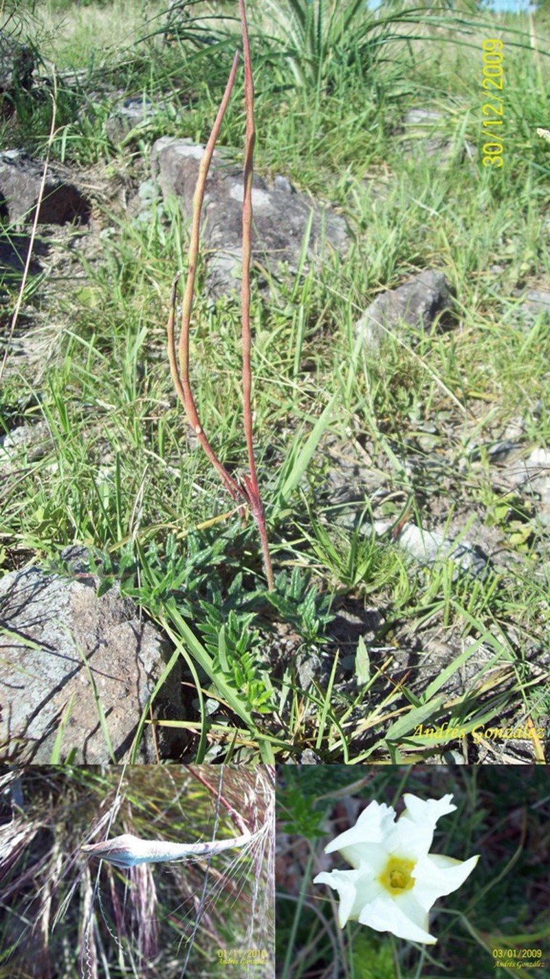 Huachuca Mountain Rocktrumpet photo 3