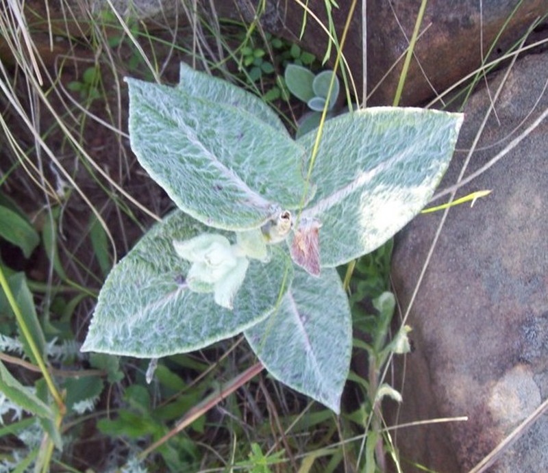 Huachuca Mountain Rocktrumpet photo 4