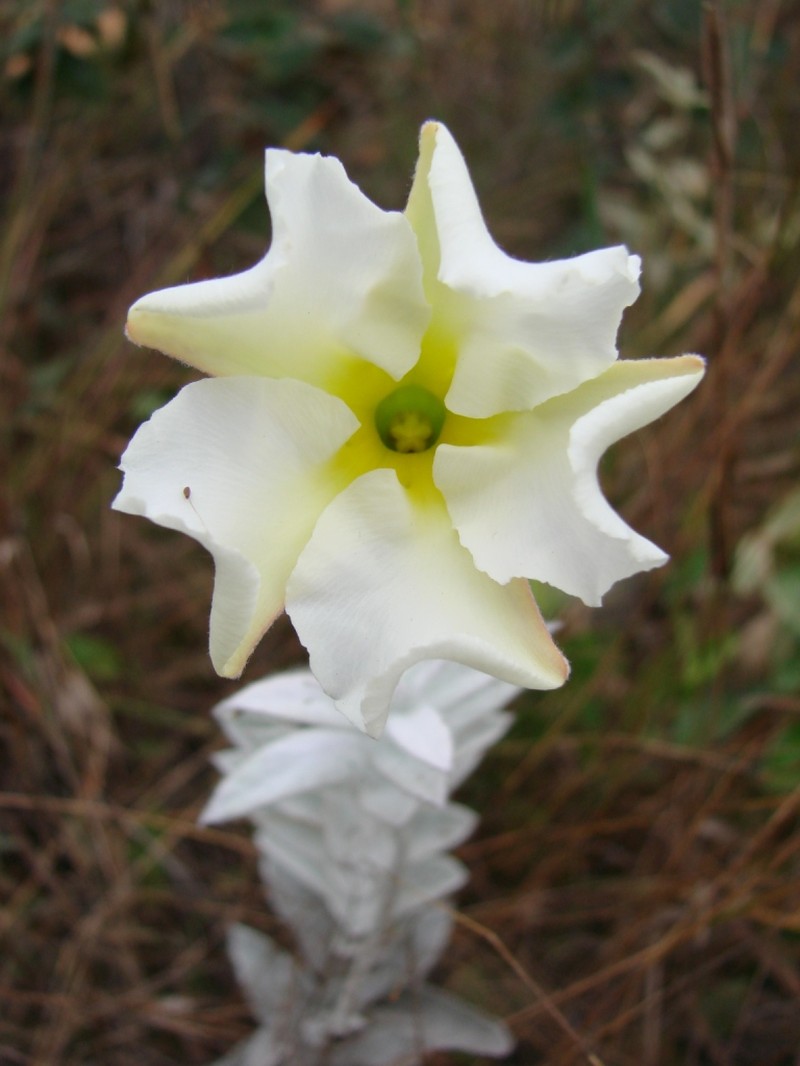 Huachuca Mountain Rocktrumpet photo 5