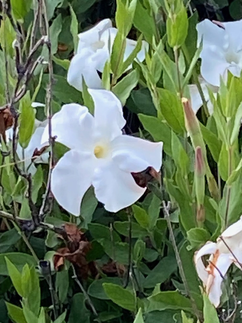 Huachuca Mountain Rocktrumpet
