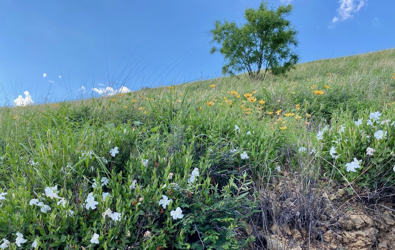 Huachuca Mountain Rocktrumpet photo 6