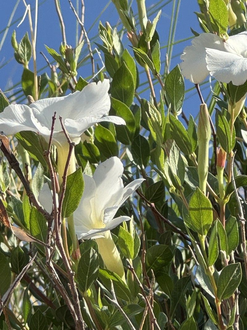 Huachuca Mountain Rocktrumpet photo 4
