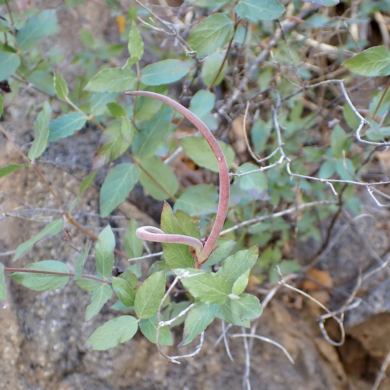 Huachuca Mountain Rocktrumpet photo 5