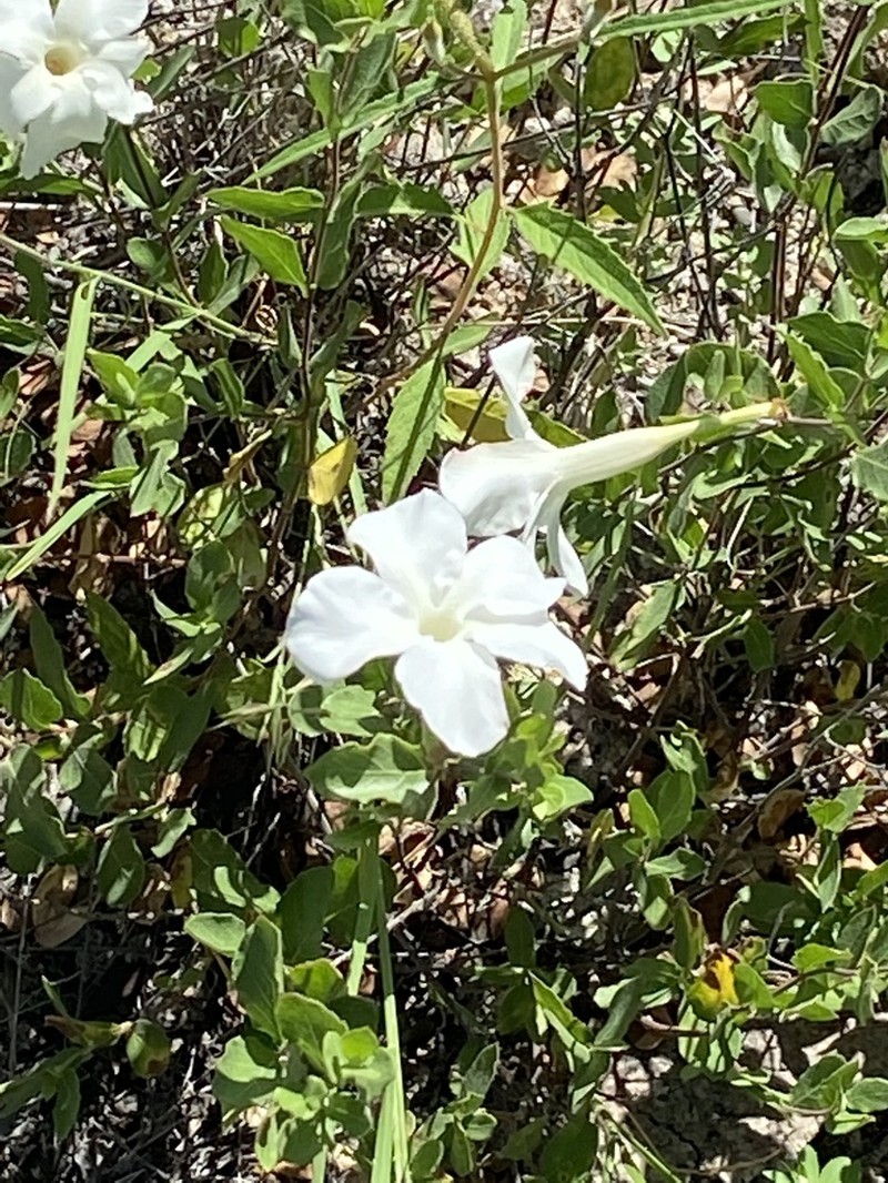 Huachuca Mountain Rocktrumpet photo 6