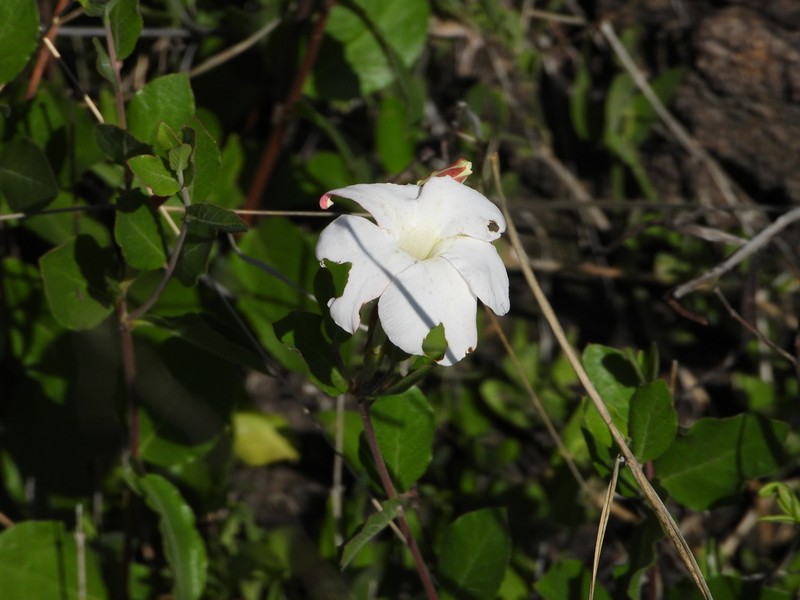 Huachuca Mountain Rocktrumpet photo 7