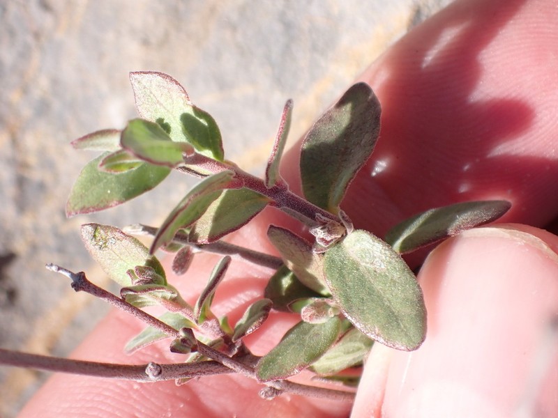 Huachuca Mountain Rocktrumpet photo 8