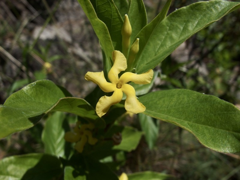 Mandevilla foliosa