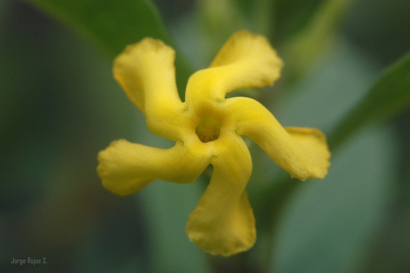 Mandevilla foliosa photo 4