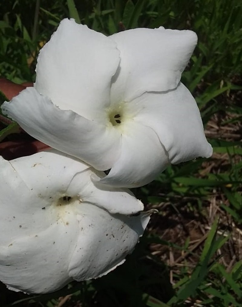Davis Mountain Rocktrumpet